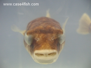 Foto Galerie/Tetraodontiformes/Tetraodon lineatus/Tetraodon lineatus_03_S.jpg